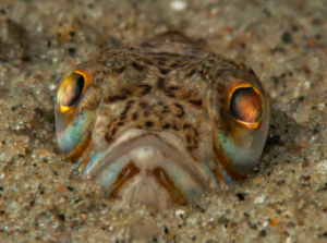 Brug badesko til børn og undgå stik fra fisk